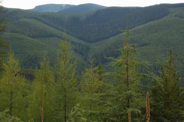Yaak River Road